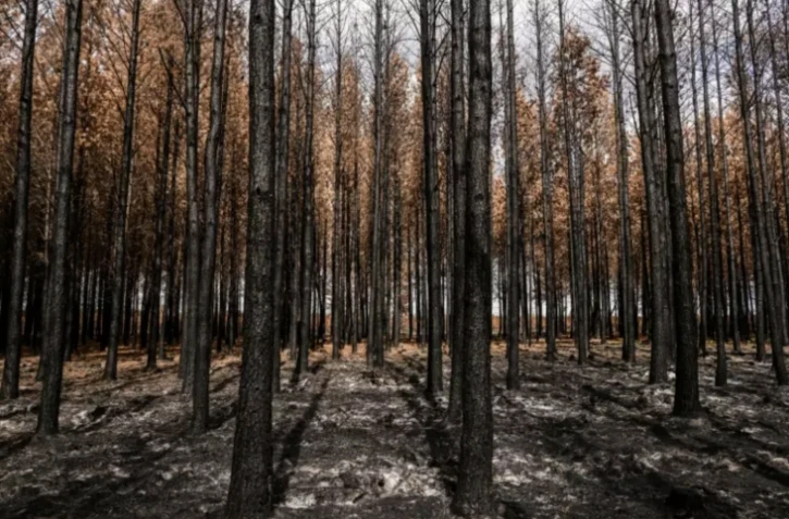 bois - incendie - Gironde1