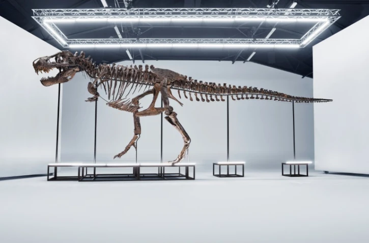 Un tyrannosaure rex va être vendu aux enchères en Suisse