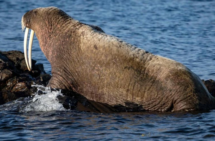 Une femelle morse peut peser jusqu’à 700 kilos
