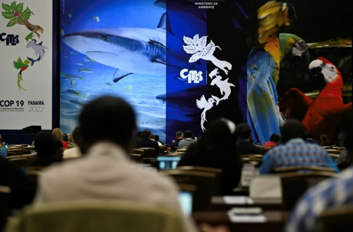Espèces menacées: décision sur le sort des requins requiem et requins-marteaux