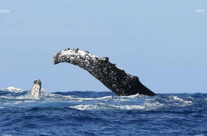 baleines