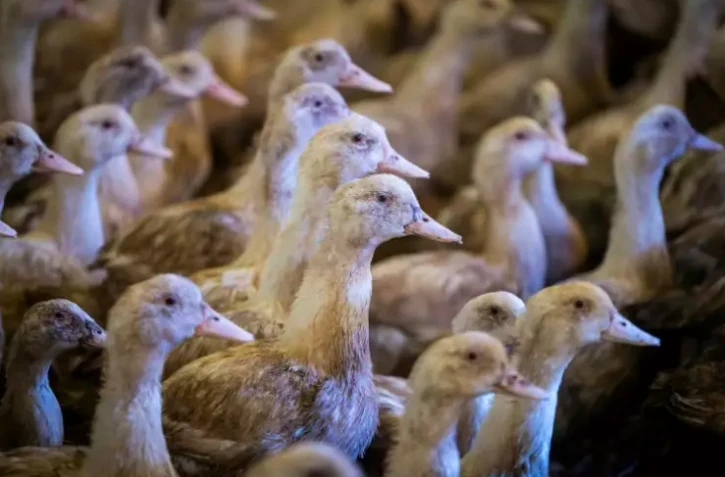 grippe aviaire