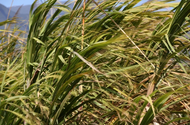 Canne à sucre