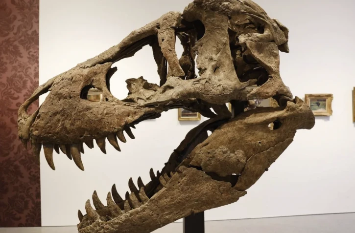 crâne - T-Rex