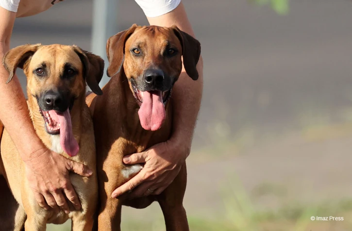 Chiens