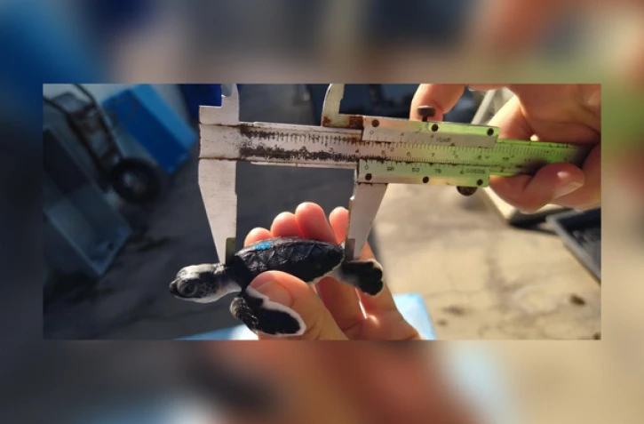 Carnet rose : plusieurs bébés tortues ont pointé le bout de leur nez à Kélonia