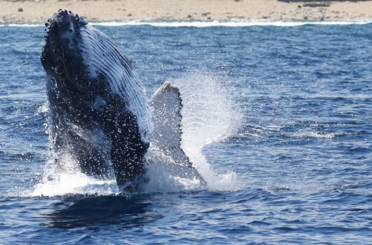 baleines