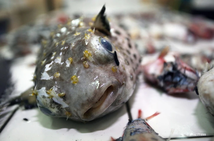 poissons grands fond coulée 20072007