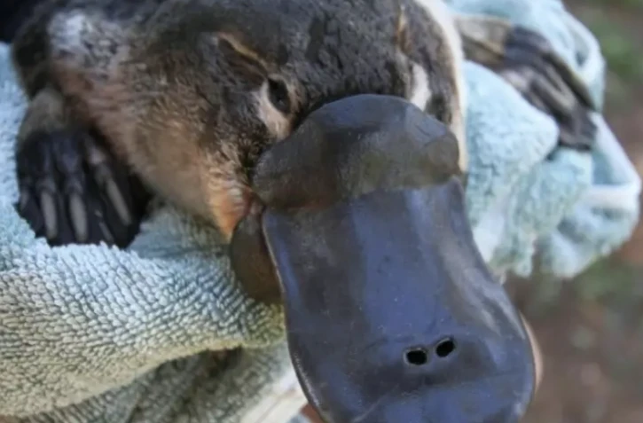 ornithorynque
