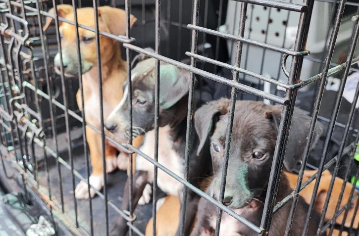 Maltraitance - animaux - chiens