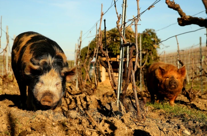En Champagne, des cochons de "précision" pour toiletter les vignes