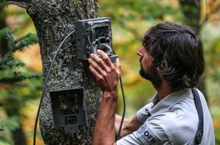 L'ours des Pyrénées, discrètement surveillé pour assurer sa survie