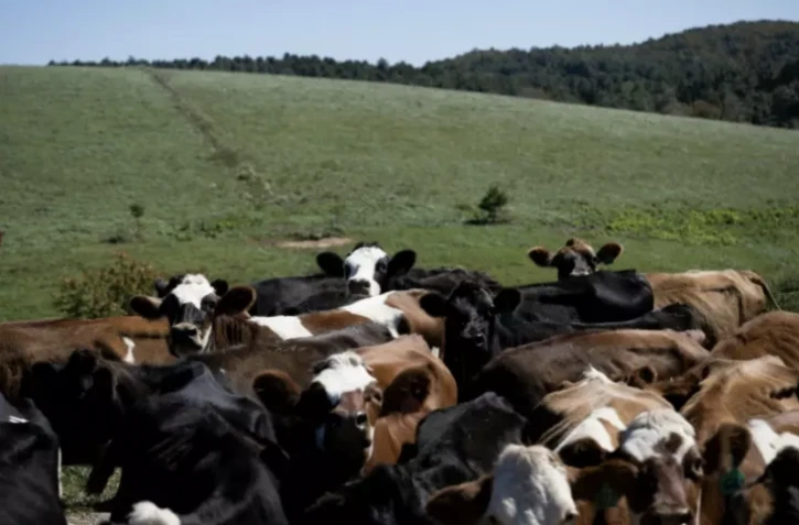 Des vaches laitières en chemin pour la traite, à la ferme de Meadow Creek Dairy, le 5 octobre 2022 à Galax, en Virginie (Etats-Unis) ( AFP / Brendan Smialowski )