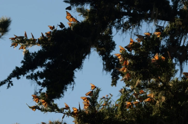 Les papillons monarques californiens reviennent de loin