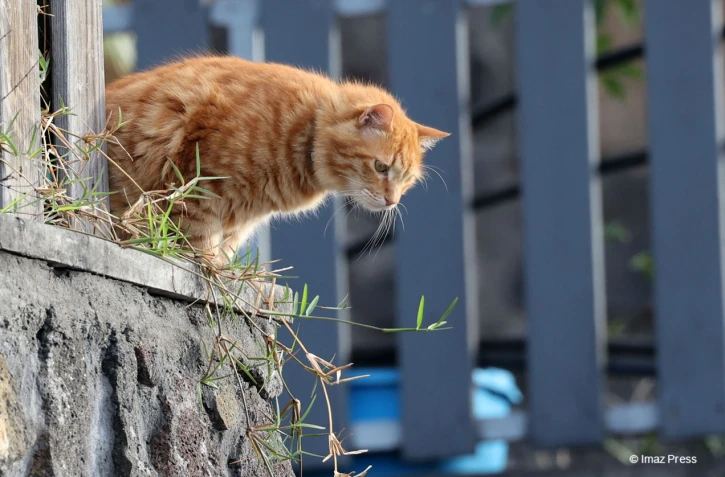 chat