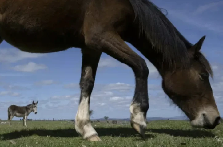 En Uruguay, une ONG sauve les chevaux des assiettes belges ou françaises