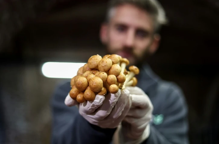 A Bruxelles, de la bière et du pain pour faire pousser les champignons
