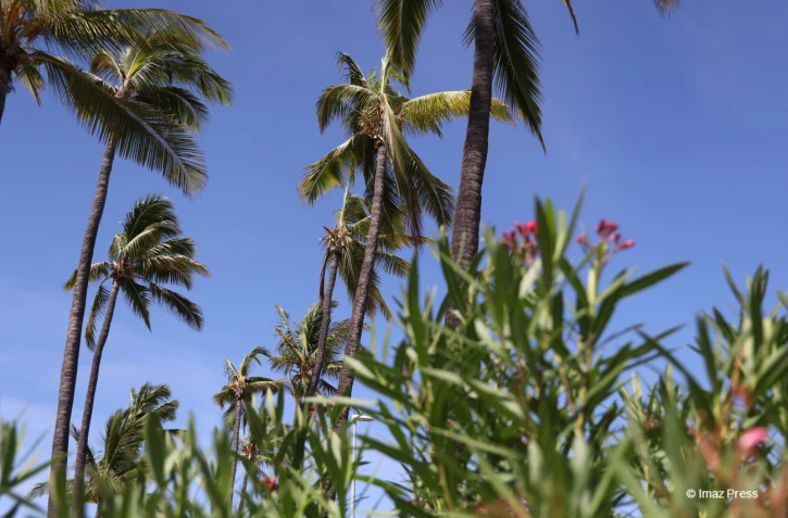 Cocotiers