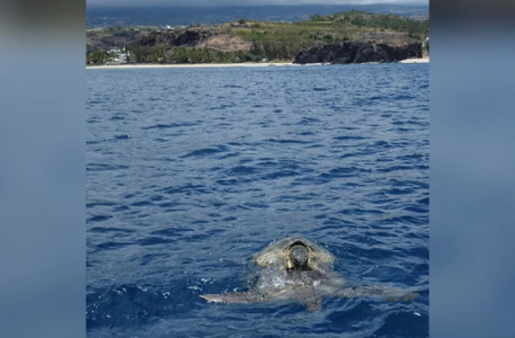 Saison de reproduction des tortues