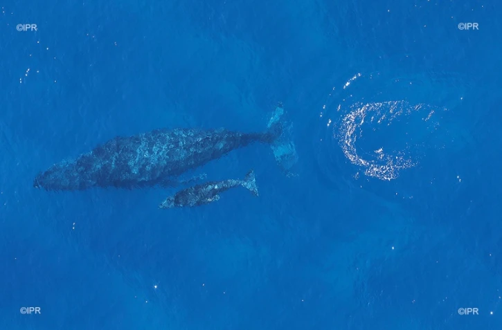 baleines