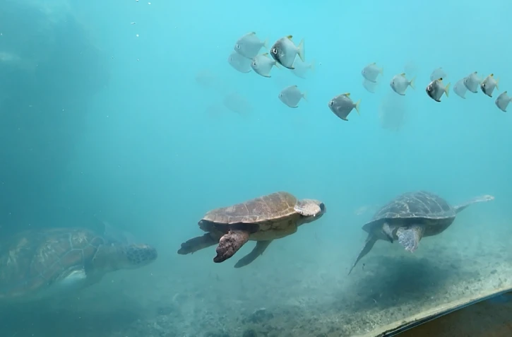 Tortues - Kélonia