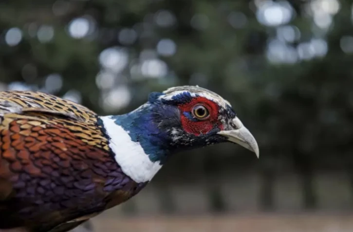 Un faisan dans une ferme à Sully-sur-Loire, le 8 décembre 2020 ( AFP / GUILLAUME SOUVANT )