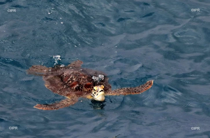 tortue du cap la houssaye