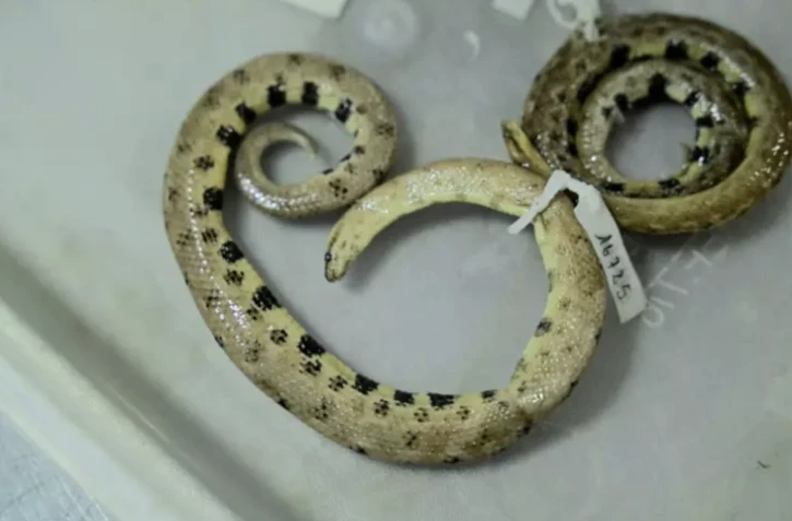 Spécimen d'une nouvelle espèce de boa nain, "Tropidophis cacuangoae", dans un laboratoire de l'Institut national de la biodiversité à Quito, en Equateur, le 5 janvier 2023 ( AFP / Rodrigo BUENDIA )