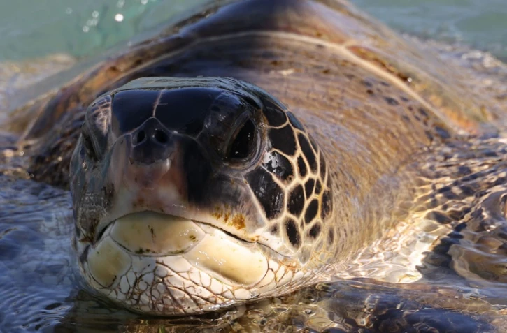 Tortues Kélonia
