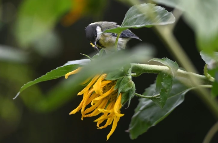 En ville, la mésange privilégie l'odorat pour s'alimenter, malgré la pollution