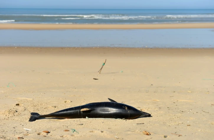 Dauphins échoués: le gouvernement accusé de ne pas en faire assez