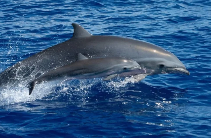 Trois espèces de dauphins observées au large de Saint-Denis