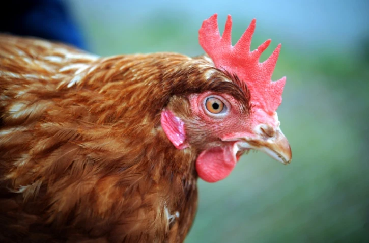 Un cas de grippe aviaire a été détecté dans une basse-cour en Dordogne