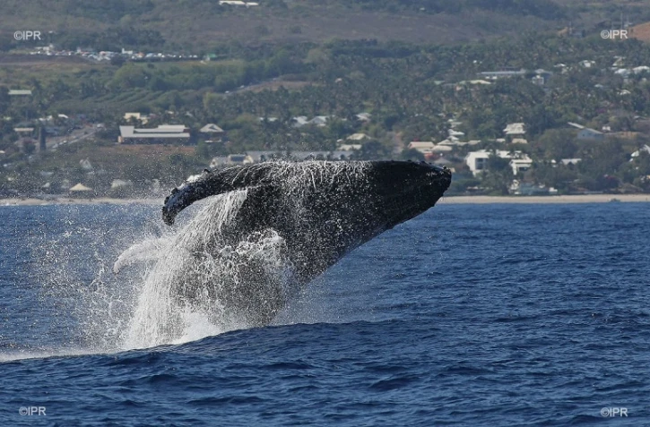 baleines