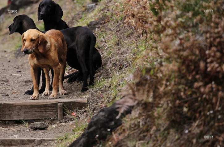 chiens