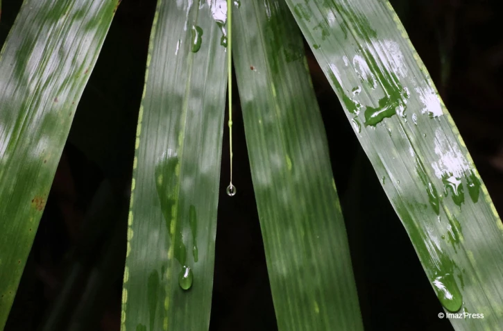 Gouttes d'eau