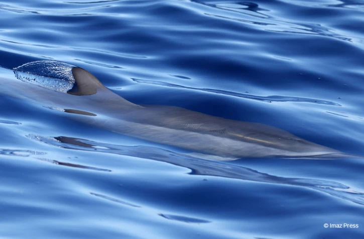 Dauphin mer
