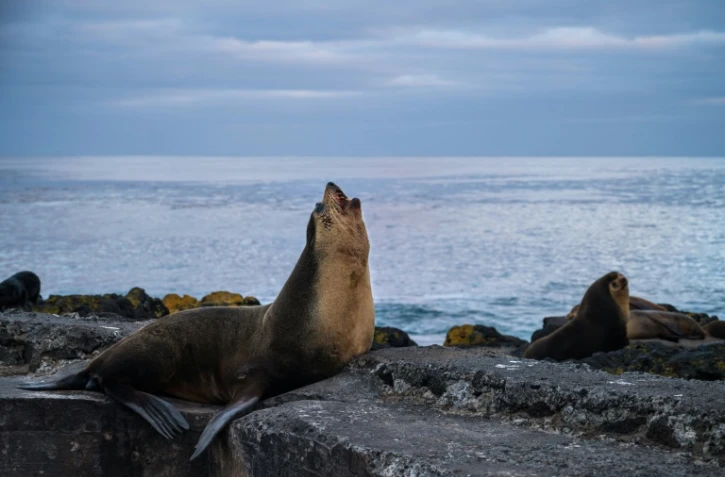 Victimes d'un siècle de chasse intensive, les otaries d'Amsterdam se portent à nouveau bien