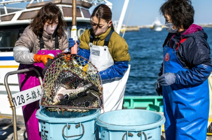 Le fugu, poisson de l'espoir pour les pêcheurs de Fukushima