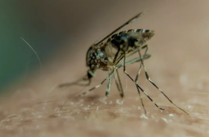 Moustiques - Dengue - Virus