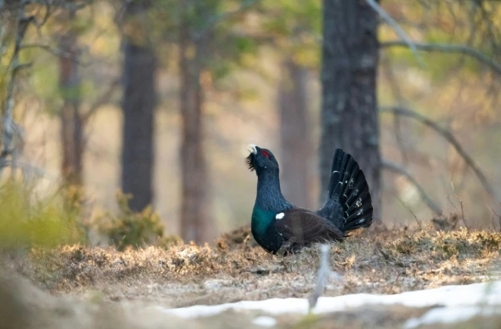 Le trépas annoncé du grand tétras dans les Vosges
