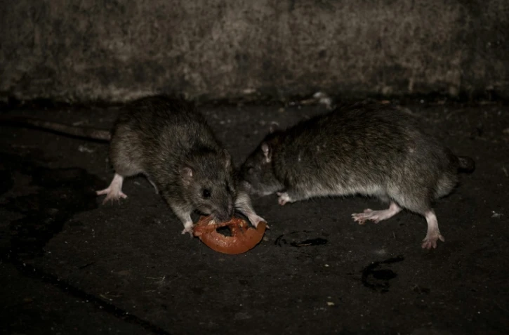 Rats