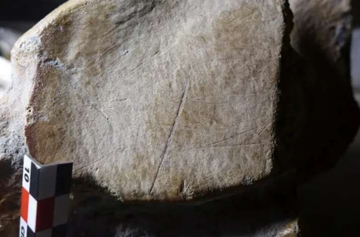 Image non datée fournie par l'université de Leyde aux Pays-bas montrant des entailles dans un os d'éléphant à défenses droites, ayant selon une étude été chassé par des Hommes de Néandertal ( Leiden University / Wil Roebroeks )