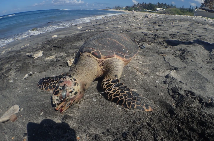 Mort d'une tortue sur la plage souris blanche