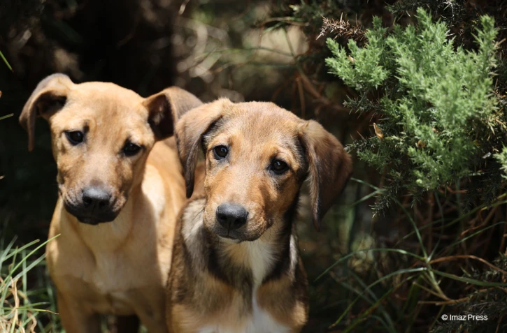 Chiens