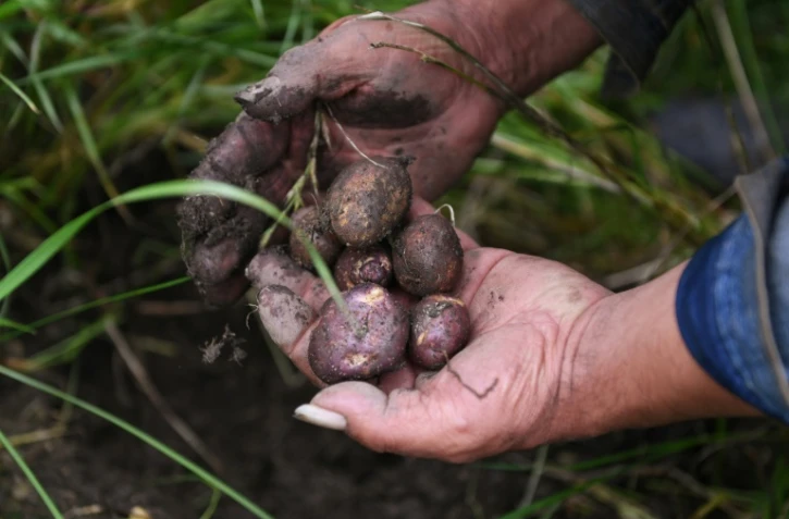 En Colombie, 50 nuances de pommes de terre