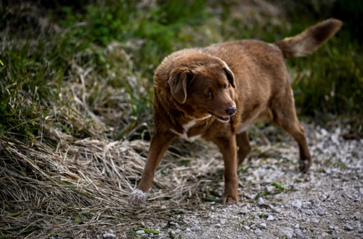 Portugal: Bobi, 30 ans, sacré le chien le plus vieux du monde