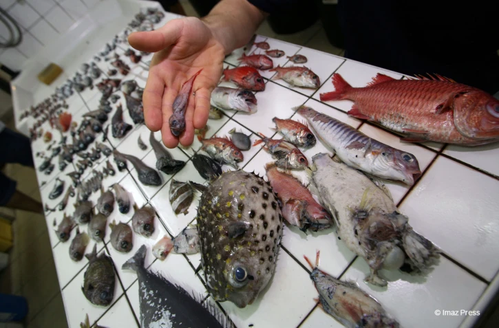 poissons-des-grands-fonds-2-2