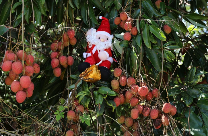père noël et letchis