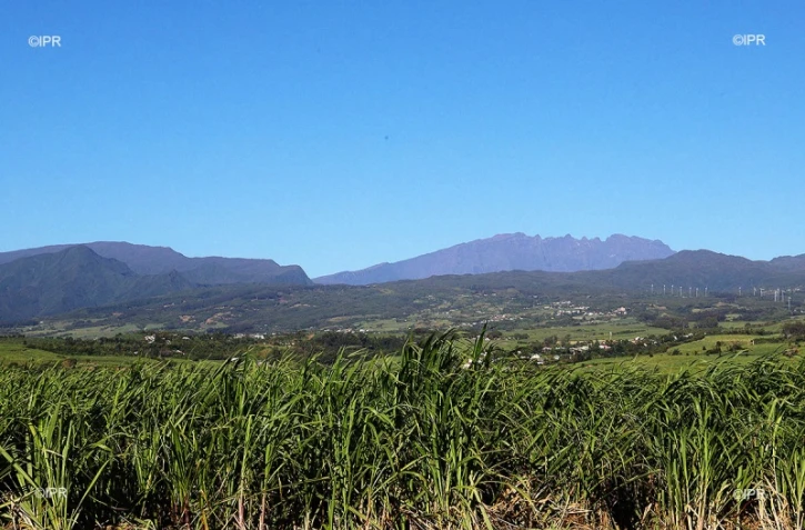 canne à sucre